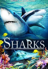 Sharks (in 3D)